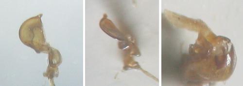 Nabis ericetorum